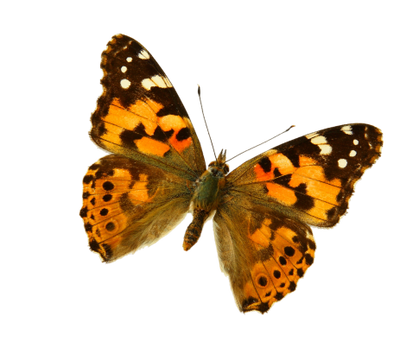 Butterflies