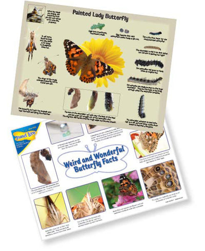 Painted Lady Detailed Life Cycle Poster