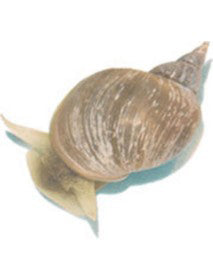 Live Pond Snails