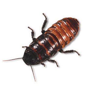 Giant Hissing Cockroach & Food