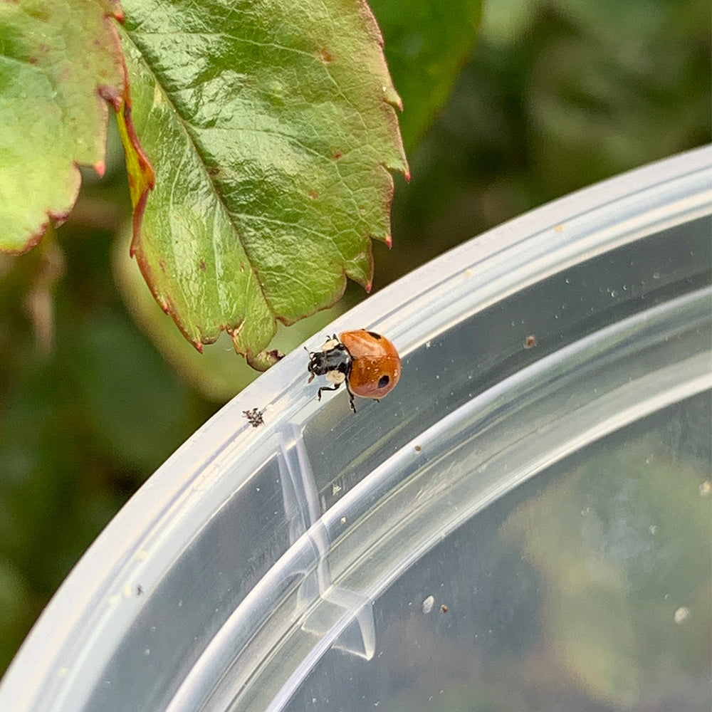 Ladybird being released from viewing chamber. Rear your own ladybirds!