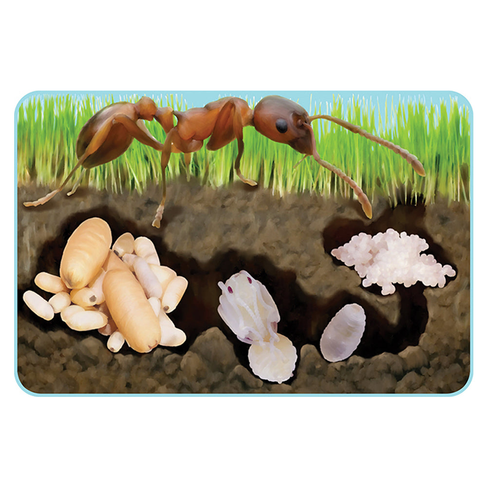 Full finished design of the Ants Lifecycle Foam Puzzle. Shows all four stages of the Ants Lifecycle. 