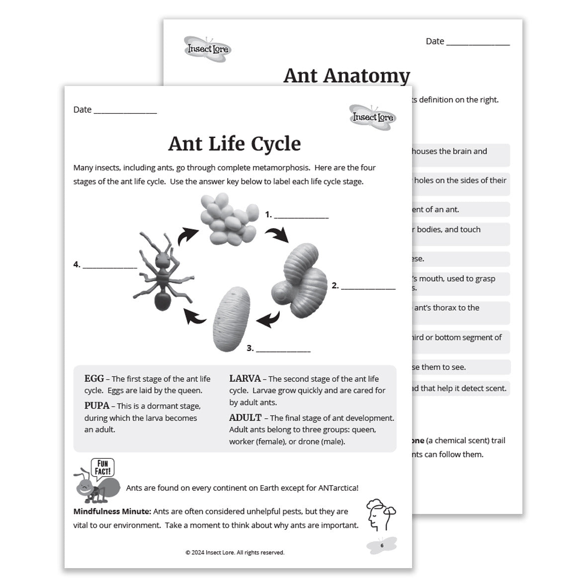 My Ant Observation Journal (Ages 7-10)