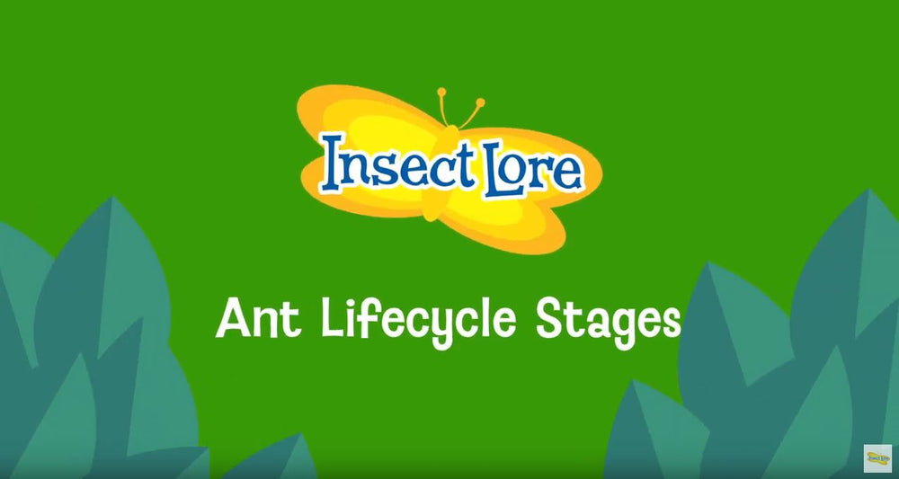Ant Life Cycle Stages