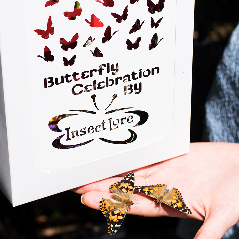 Close up of Butterfly Release Box with two Painted Lady butterflies on the hand of the releaser.