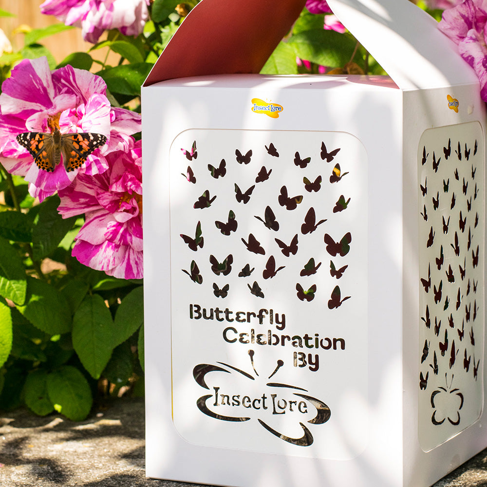 Close up of Butterfly Celebration Release Box against a background of pink roses. Painted Lady butterfly rests on flower next to the box. 
