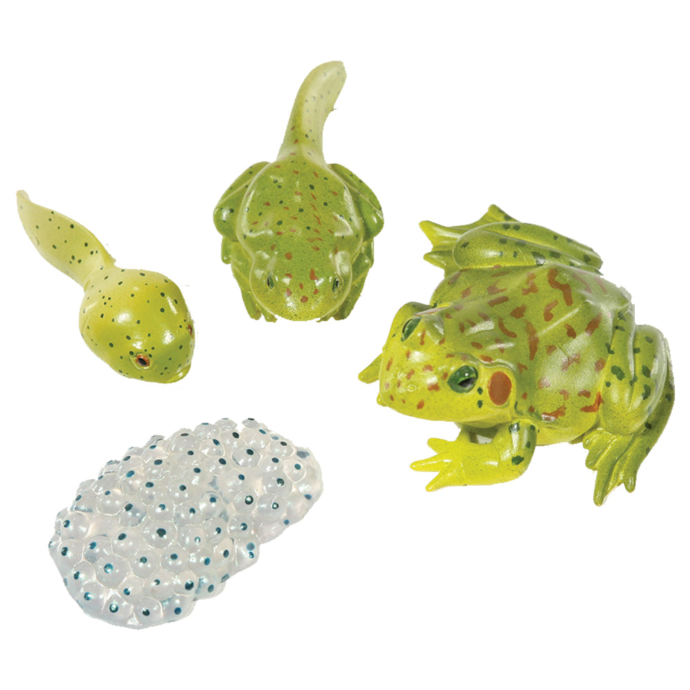 Frog Lifecycle stages. 4 figurines out of packaging; Egg, Tadpole, Young Frog, Adult Frog. Plastic and oversized for little hands.