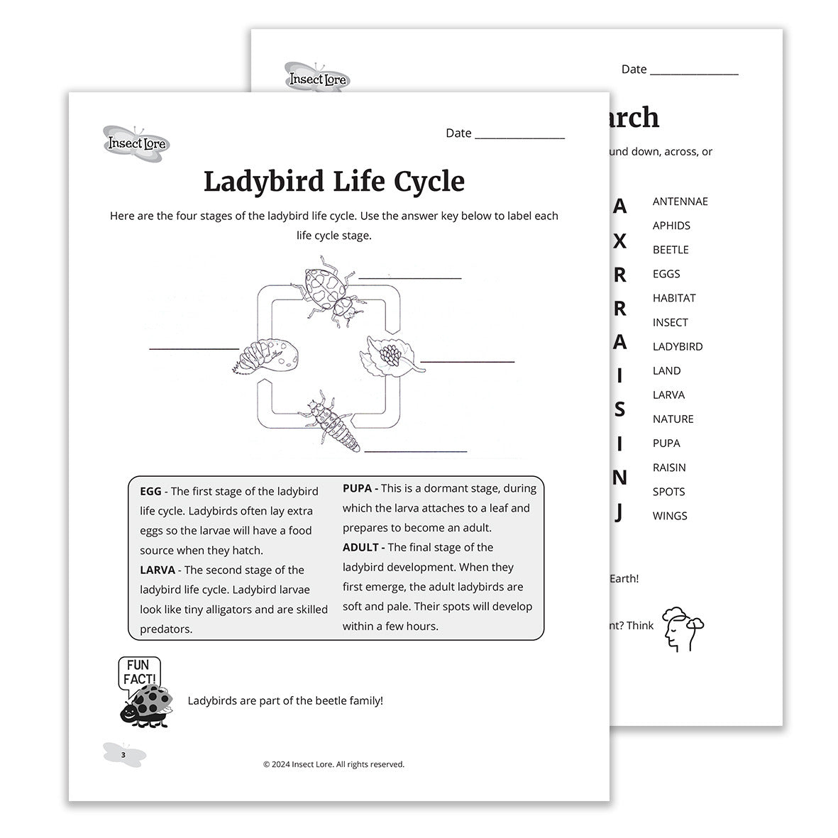 Page 3 of the my observation diary, showing an illustration and description of the ladybird life cycle