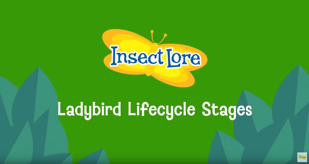 Ladybird Life Cycle Stages