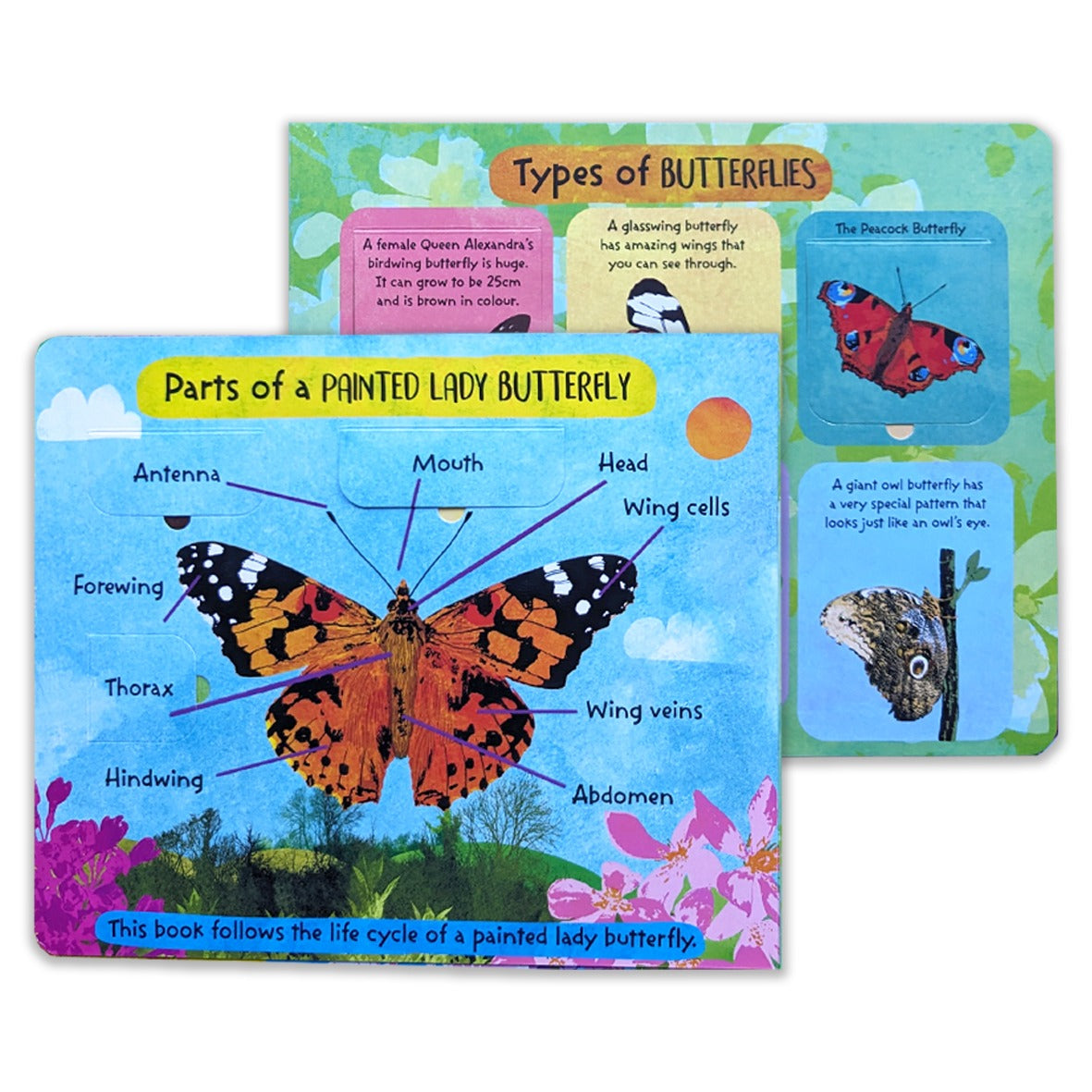 The Life Cycle of Butterflies Lift-the-Flap Book