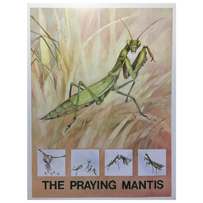 Poster showing the life cycle of the Praying Mantis.

Measures: 46cm W x61cm H