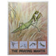 Poster showing the life cycle of the Praying Mantis.

Measures: 46cm W x61cm H