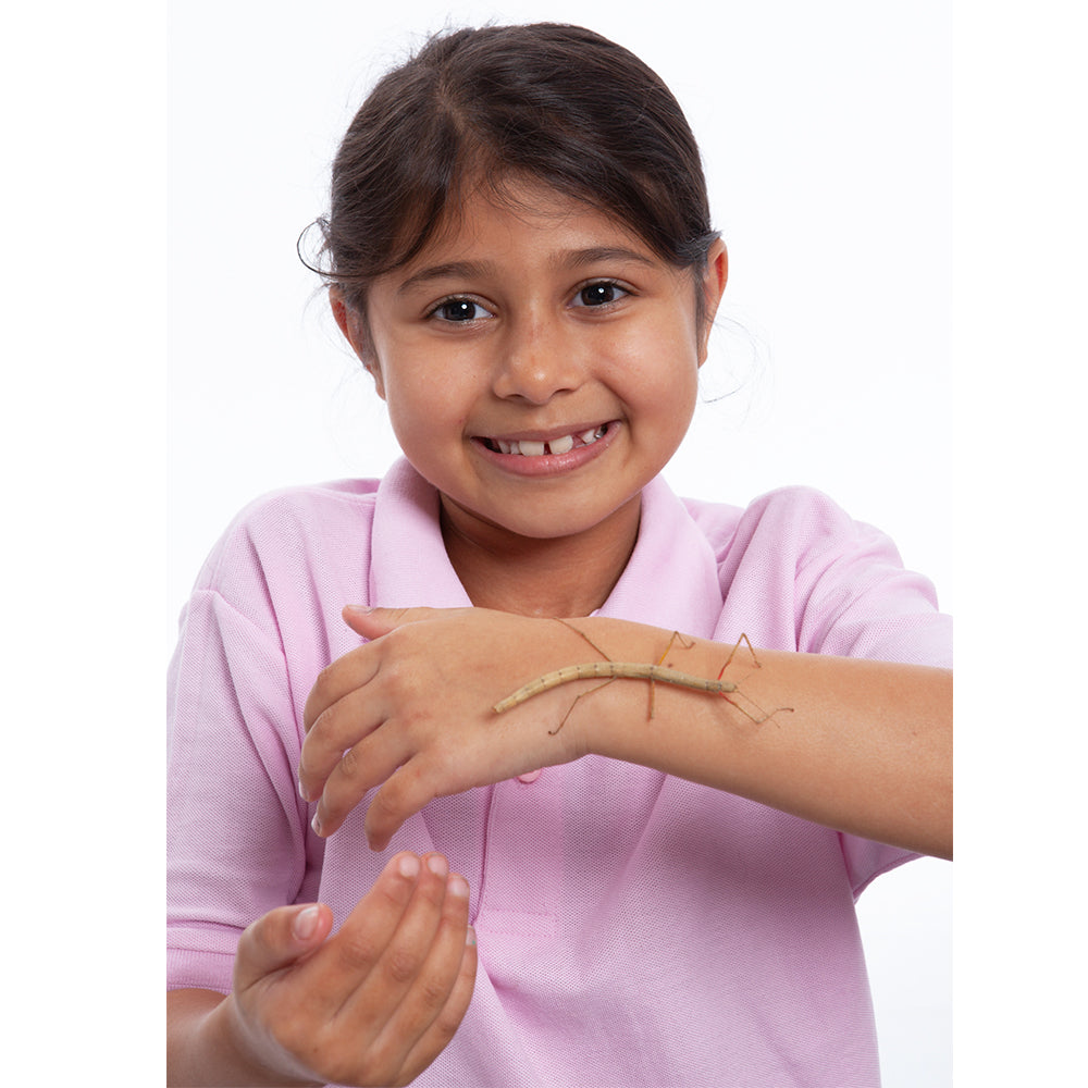 Young girl holding an adult stick insect.